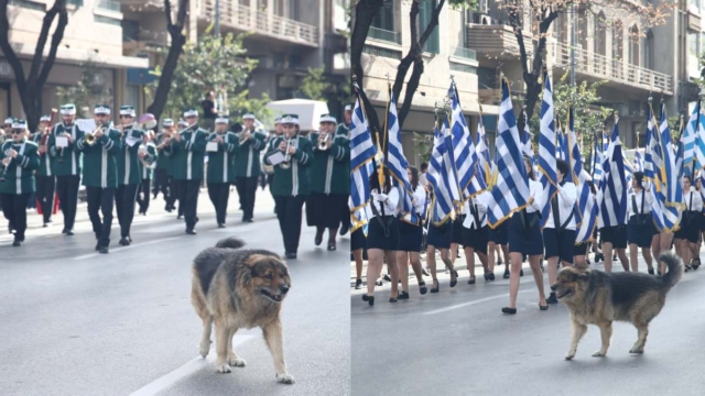 28η Οκτωβρίου: Περήφανος σκύλος κλέβει την παράσταση στη μαθητική παρέλαση της Θεσσαλονίκης (photos)