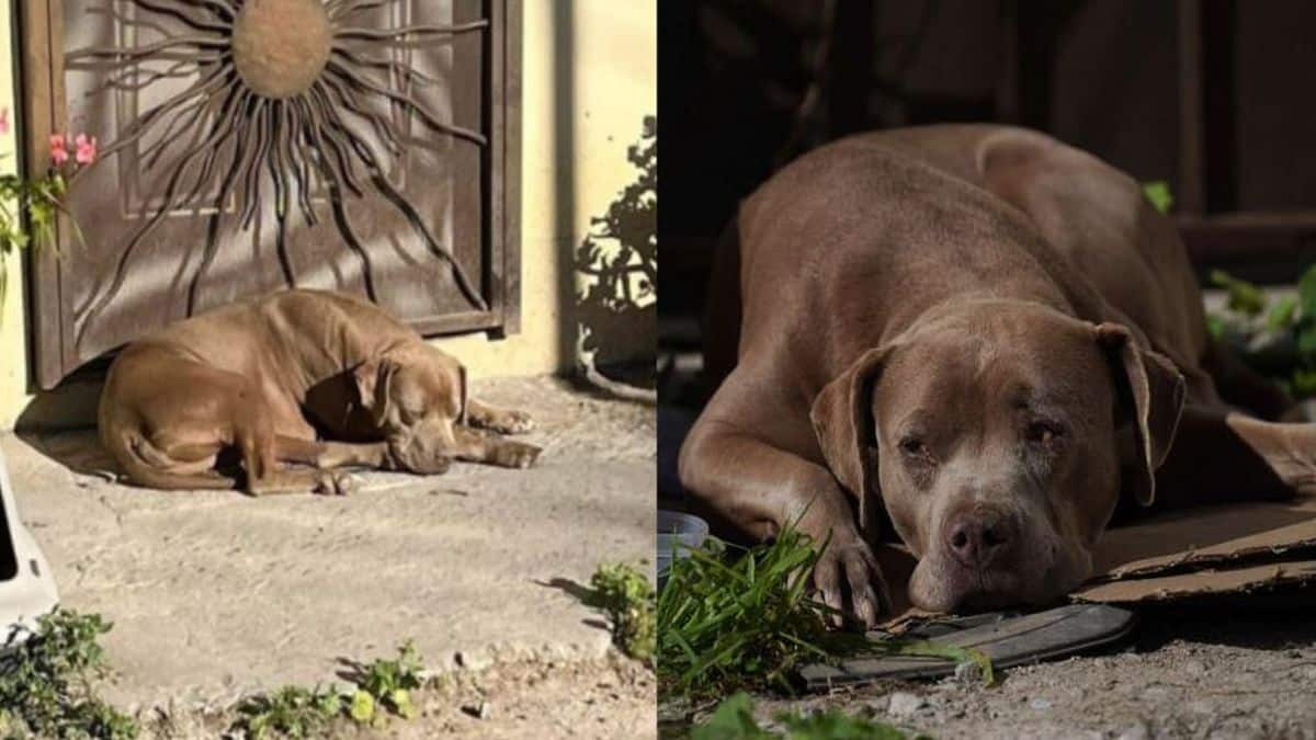 Σκύλος δολοφονημένης δημοσιογράφου περιμένει έξω από το σπίτι της να γυρίσει και ραγίζει καρδιές στο διαδίκτυο