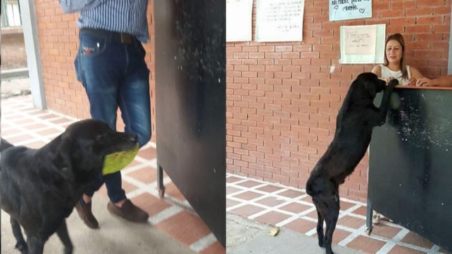 Ψυχούλα μου: Σκύλος είδε φοιτητή να αγοράζει φαγητό με λεφτά και έκανε το ίδιο αλλά με φύλλα δέντρων