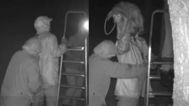 Φρίκη στην Κέρκυρα: Ασυνείδητοι πετάνε σκυλιά από μάντρες για να τα ξεφορτωθούν (video)