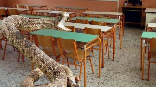 Συναγερμός σε σχολείο των Τρικάλων: Έκλεισε γιατί γέμισε με φίδια