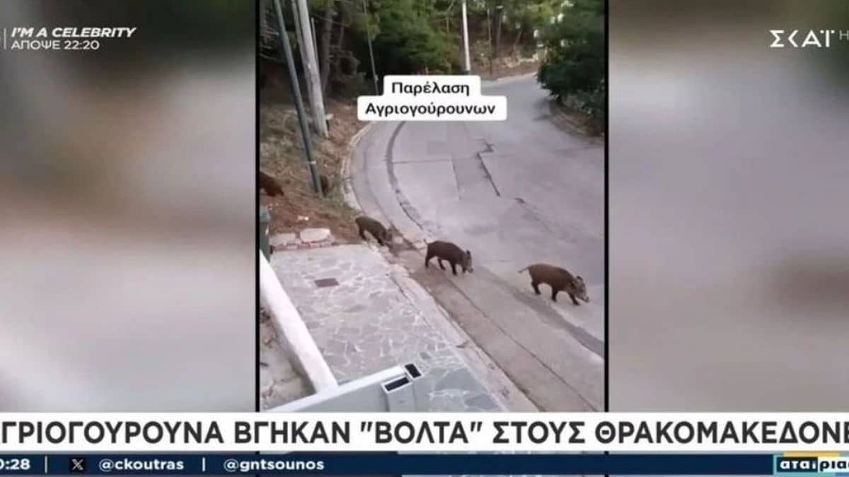 Ανενόχλητα αγριογούρουνα κάνουν παρέλαση στους Θρακομακεδόνες! (video)