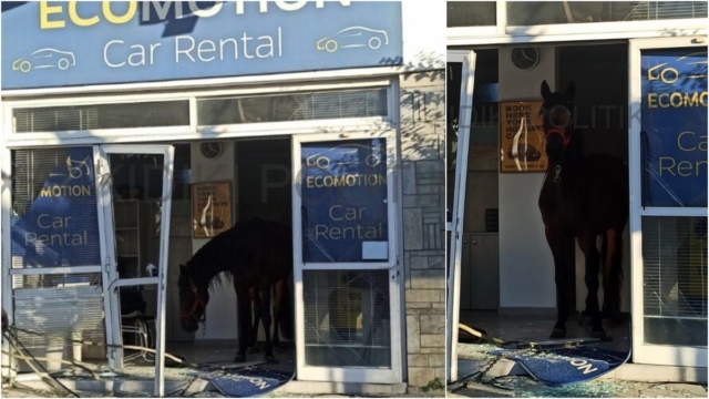 Αφηνιασμένο άλογο εισέβαλε σε μαγαζί στη Χαλκιδική – Τα έκανε «γυαλιά καρφιά» (photos)