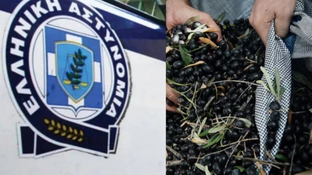 Απίστευτο- Μεσσηνία: Αγρότης επικήρυξε με 1.000 ευρώ τους κλέφτες που του πήραν 36 τσουβάλια με ελιές
