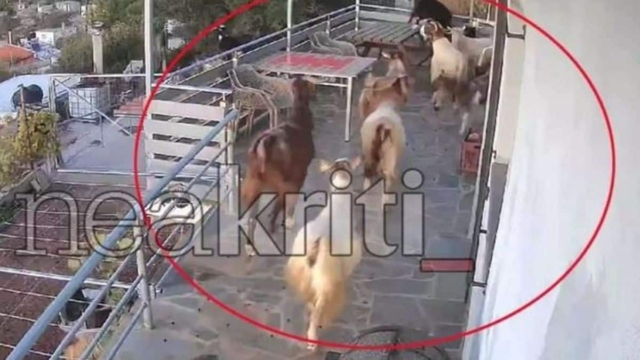 Κατσίκες «μπούκαραν» σε εξοχική κατοικία και κατέστρεψαν τα πάντα (video)
