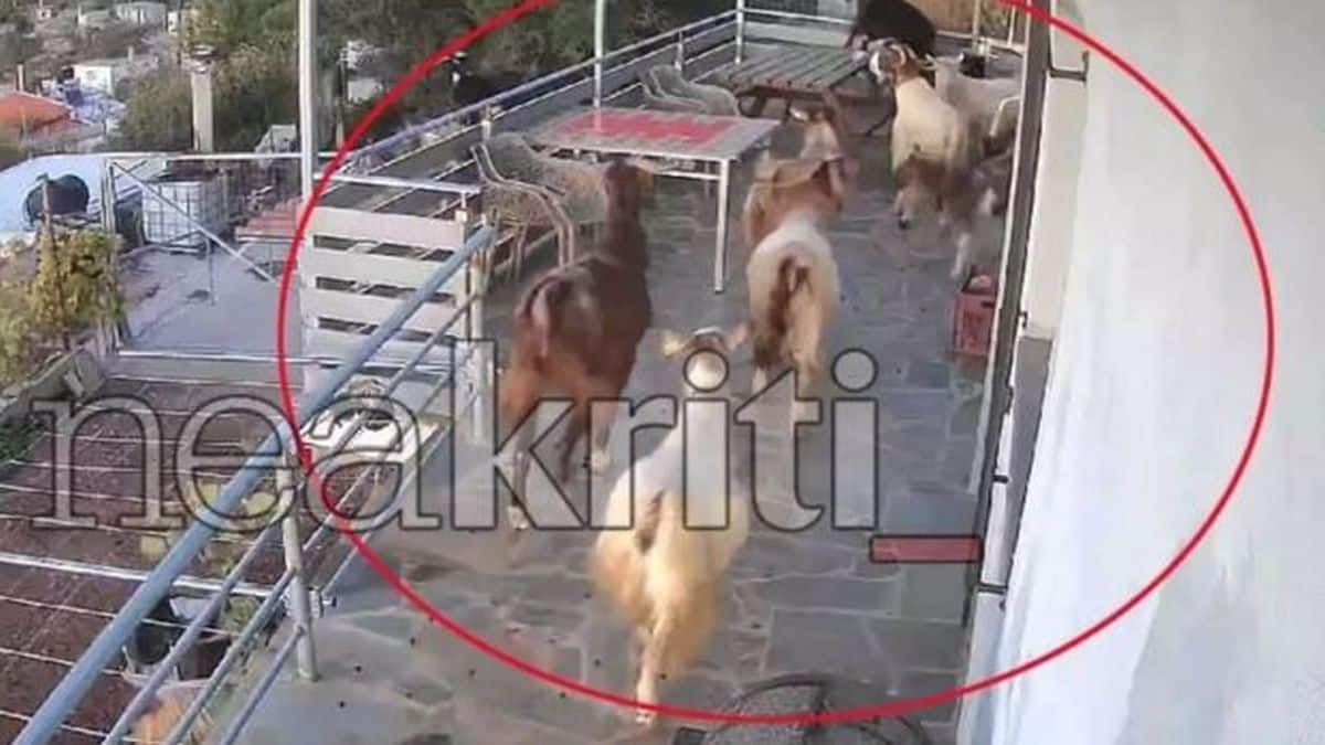Κατσίκες «μπούκαραν» σε εξοχική κατοικία και κατέστρεψαν τα πάντα (video)