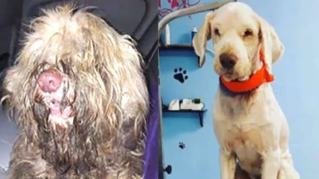 Groomer ανοίγει κατάστημα στη μέση της νύχτας για ένα αδέσποτο σκυλί και το μεταμορφώνει