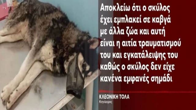 Αράχωβα: «Στην αποθήκη που ήταν ο Όλιβερ βρέθηκαν κρανία και κόκαλα σκύλων, τον σκότωσε άνθρωπος!» – Τι δείχνει το βίντεο που έχει στα χέρια της η αστυνομία