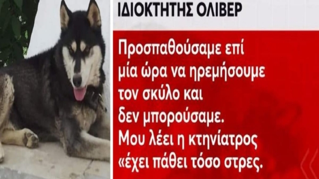 Αράχωβα: «Ήταν ημιλιπόθυμος και αιμορραγούσε. Πονούσε φριχτά, είχε πολλά τραύματα. Όλο το χωριό κλαίει» – Συγκλονίζει ο ιδιοκτήτης του χάσκι «Όλιβερ» (Video)