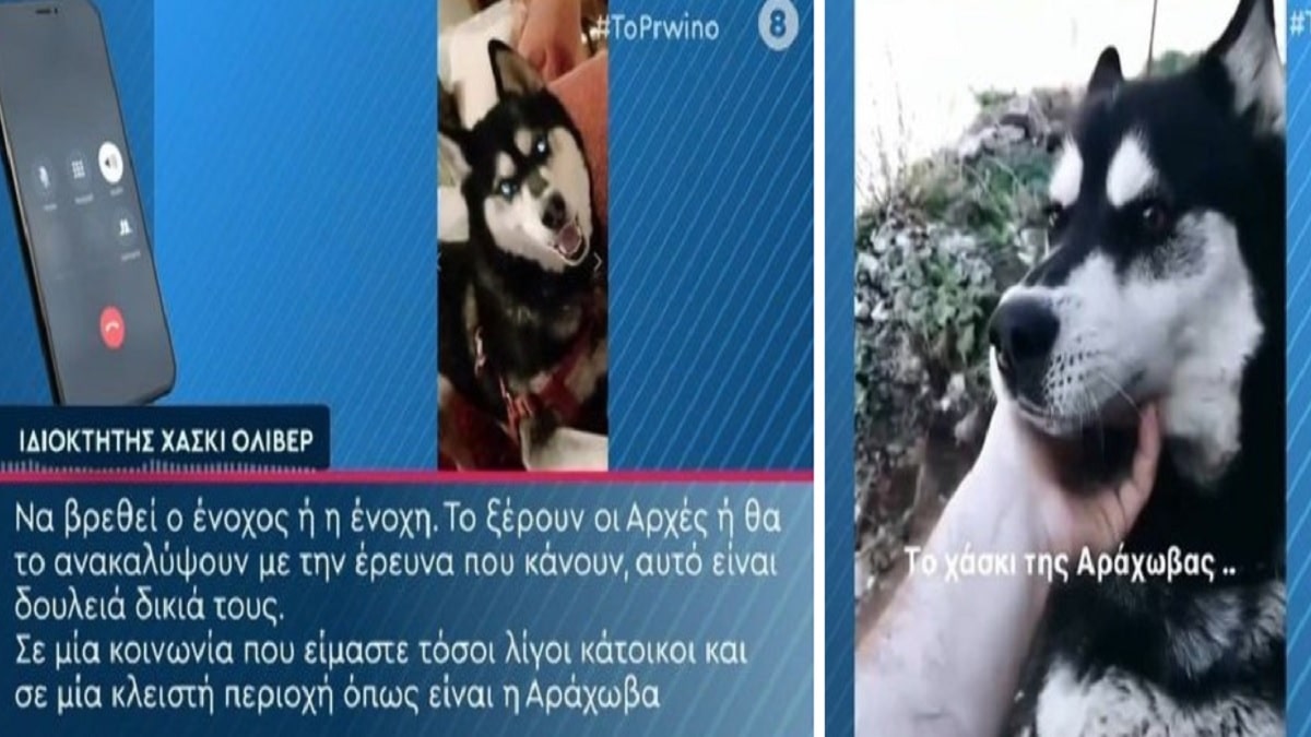 Αράχωβα: «Δεν μπορώ να κοιμηθώ πέντε μέρες, είμαι ράκος. Η βία που υπέστη ήταν κτηνώδης. Το είχαμε από μωρό και κοιμόταν μαζί με την γιαγιά μου» – Σπάραξε ο ιδιοκτήτης του χάσκι «Όλιβερ» (Video)