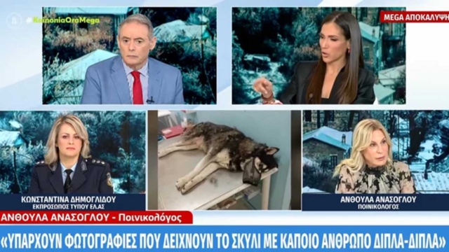 Αράχωβα: «Υπάρχουν φωτογραφίες που δείχνουν το σκυλί με κάποιον άνθρωπο»: Αποκάλυψη από τη δικηγόρο του ιδιοκτήτη του Όλιβερ