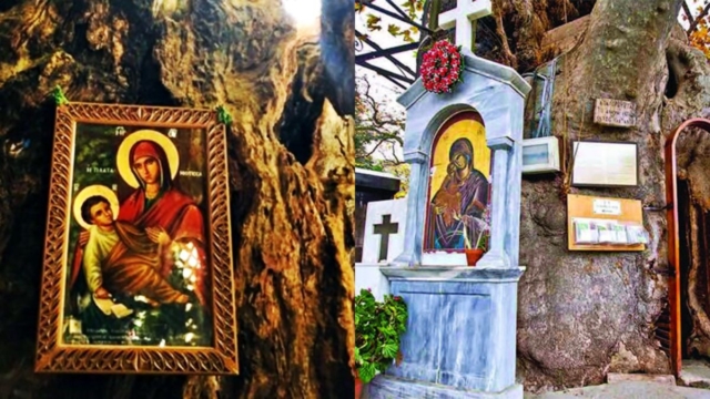 Παναγία Πλατανιώτισσα: Το γραφικό εκκλησάκι της Πελοποννήσου που είναι φωλιασμένο μέσα σε ένα δέντρο