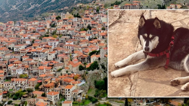 Κτηνωδία στην Αράχωβα: Οι ξενοδόχοι της περιοχής απαντούν στο #cancel μετά τον θάνατο του χάσκι – «Με τη λογική αυτή μην ξαναπάμε στην Σαλαμίνα διότι έγινε ανθρωποκτονία»