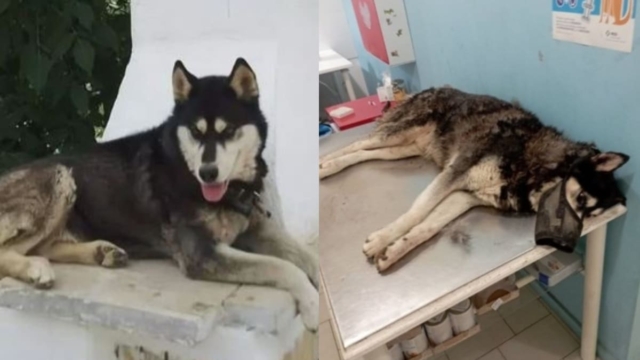 Χίλια κομμάτια η μητέρα του ιδιοκτήτη χάσκι στην Αράχωβα: «Το είχαμε από μωρό! Έφτασε 8 χρονών και έπαθε ανακοπή από ανθρώπου έργο» (video)