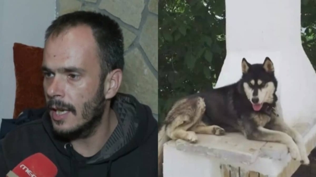 Κτηνωδία στην Αράχωβα: «Πήρα τον σκύλο μου σε σακούλες και το θέαμα ήταν αποκρουστικό» – «Σπαράζει» καρδιές ο ιδιοκτήτης του Όλιβερ για την ταφή του άτυχου χάσκι (video)
