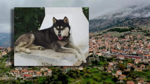 Προς οριστική λύση το μυστήριο με το χάσκι στην Αράχωβα: Έρευνες καταλήγουν πως δέχθηκε επίθεση από αγέλη σκύλων ο Όλιβερ (video)