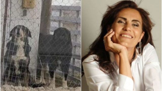 «Της όρμησε και άρχισε να ουρλιάζει “μαμά, μαμά…”» – Eίχαν επιτεθεί και σε 15χρονη τα σκυλιά του 37χρονου που κατασπάραξαν την 50χρονη στη Θεσσαλονίκη (Video)