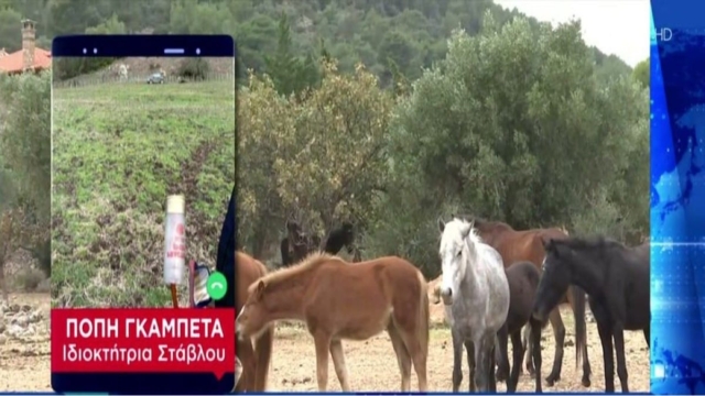 Γρεβενά: «Τεμ@χισαν τα άλογα, τους έκοψαν τα πόδια, την ωμοπλάτη και αφαίρεσαν 750 κιλά κρέας» – Ανατριχιαστική περιγραφή της σφ@γής (Video)