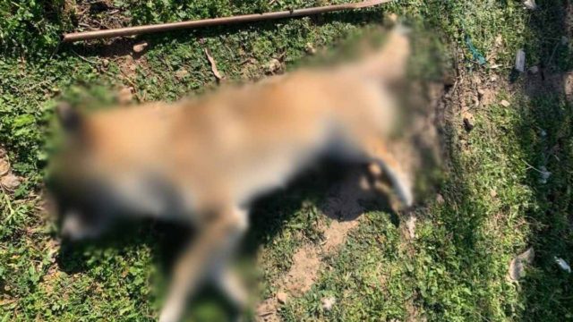 Φρίκη για την κακοποίηση σκύλου στα Μέγαρα: Είχε μία τρύπα δίπλα ακριβώς από τα γεννητικά του όργανα