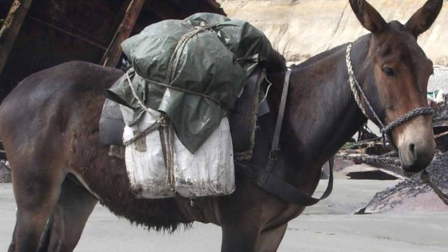 Κτηνωδία στη Σέριφο: Μουλάρι πέθανε εξαθλιωμένο σε οικόπεδο – «Έκλαιγε για μέρες»