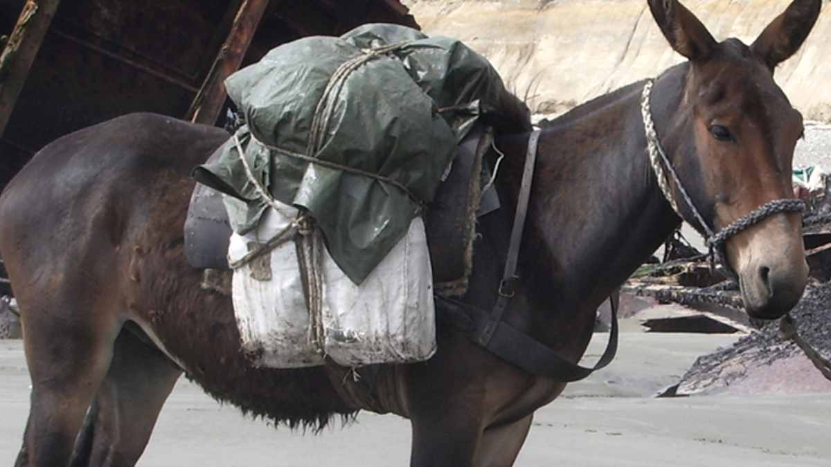 Κτηνωδία στη Σέριφο: Μουλάρι πέθανε εξαθλιωμένο σε οικόπεδο – «Έκλαιγε για μέρες»