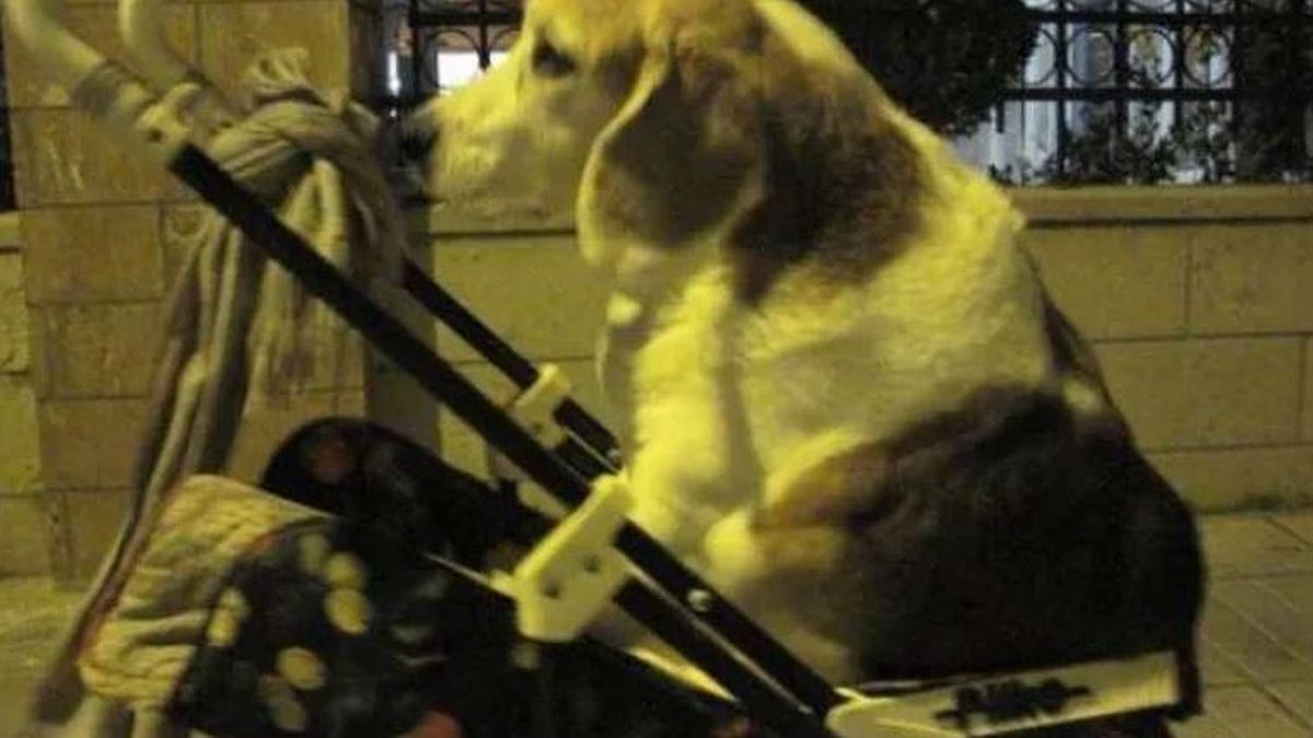 Θεσσαλονίκη: Άντρας κάθε βράδυ παίρνει το καροτσάκι και βγάζει για βόλτα την παράλυτη σκυλίτσα του