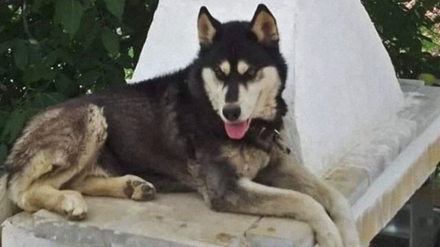 Αράχωβα: «Μόλις πήγε, την επόμενη μέρα ξεκίνησε το παραμύθι της αγέλης» – Νέα στοιχεία για την υπόθεση του Όλιβερ δείχνουν “γνωστό πρόσωπο” (Video)