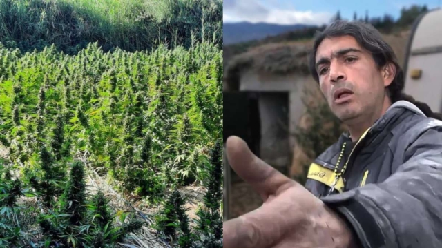 Κορινθία: Χασισοφυτεία δίπλα στο οικόπεδό του παλαιχριστιανού – Σκυλί της Διώξης στην περιοχή