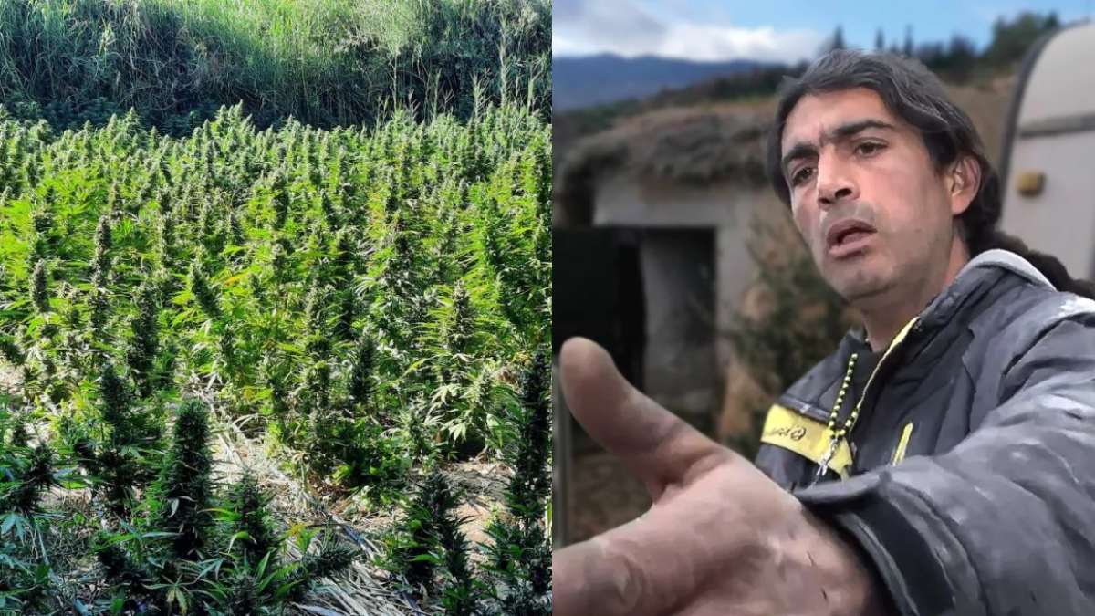 Κορινθία: Χασισοφυτεία δίπλα στο οικόπεδό του παλαιχριστιανού – Σκυλί της Διώξης στην περιοχή