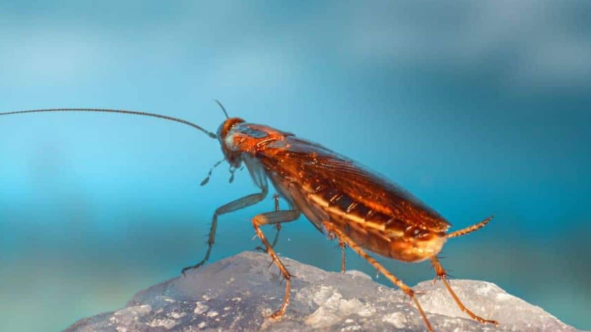 Ούτε απολύμανση, ούτε φάρμακα: Εξαφανίστε τις κατσαρίδες από το μπάνιο με μόλις μία κουταλιά!