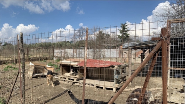 Φρίκη στη Θεσσαλονίκη: 52χρονη φιλοξενούσε 94 σκυλιά σε άθλιες συνθήκες