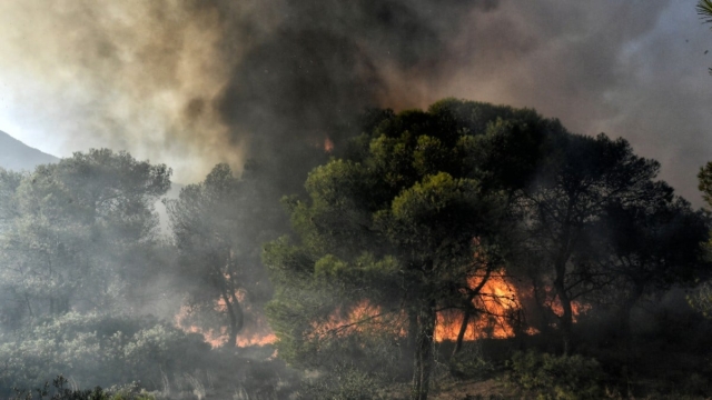 Βοιωτία: Φωτιά σε εξέλιξη στην Αλίαρτο – Δεν απειλούνται κατοικημένες περιοχές