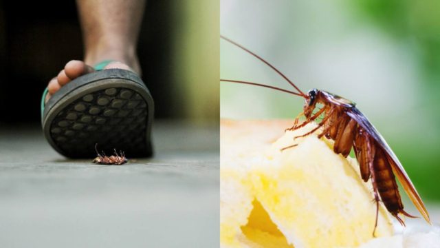 Κατσαρίδες στο σπίτι: Μην τις πατάτε – Γιατί είναι επικίνδυνο