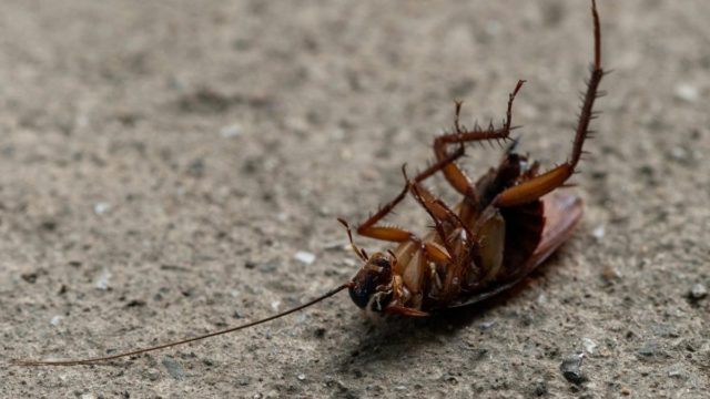 Κατσαρίδες στο σπίτι: 9 απλοί τρόποι για να απαλλαγείτε μια για πάντα