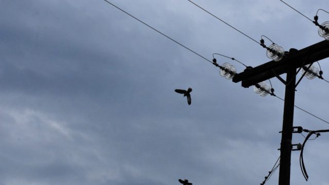 Λαμία: Δίχως ρεύμα η πόλη – Υπαίτιος ένα κουνάβι!