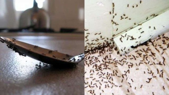 Μυρμήγκια σε πάγκους, μπαλκονόπορτες και αυλές: Τα 5 κόλπα των ειδικών για να τα εξαφανίσετε στο πι και φι