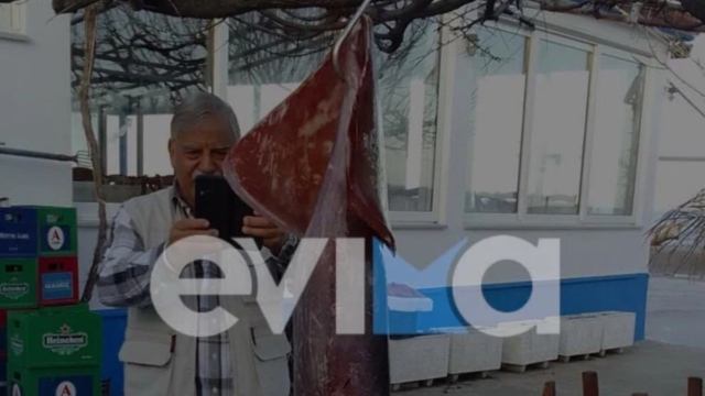 Μεγαλύτερο από το μπόι του: Ερασιτέχνης ψαράς από την Εύβοια έπιασε καλαμάρι που ζυγίζει 15 κιλά