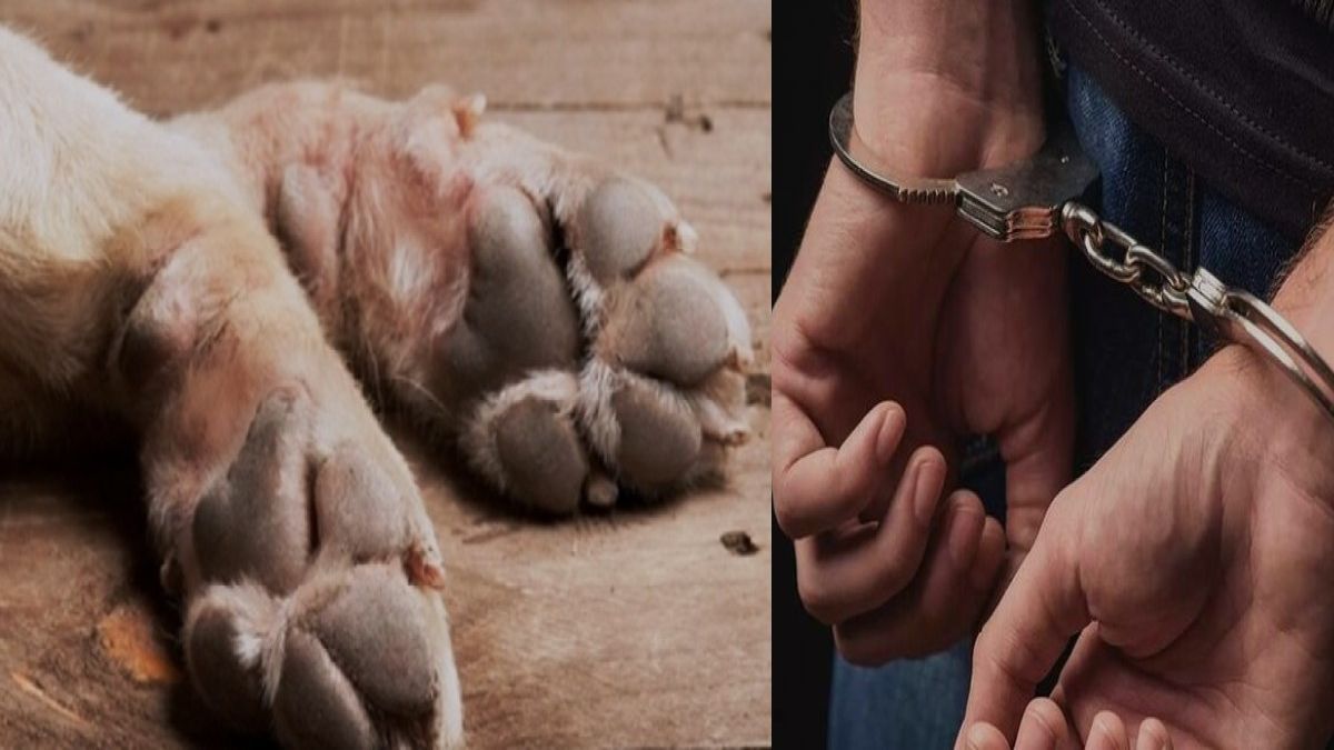 Θεσσαλονίκη: Συνελήφθησαν δύο άτομα που θανάτωσαν σκύλο με κυνηγετικό όπλο