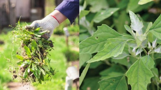 Ζιζάνια στα φυτά: 2 φυσικά tips για να σώσετε τις γλάστρες σας από τον «εχθρό»