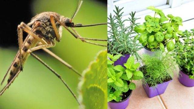5 Φυτά θαύμα: Διώχνουν τα κουνούπια και μυρίζουν υπέροχα