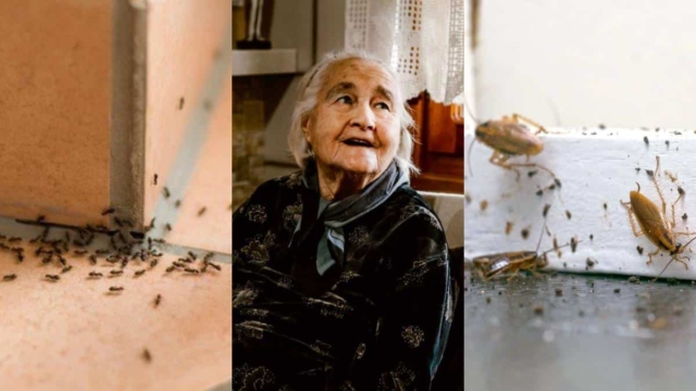 «Τετέλεσται» κατσαρίδες και μυρμήγκια: Το μυστικό της γιαγιάς για να τις στείλετε απο εκεί που ήρθαν