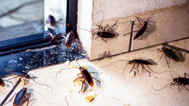 Το θαυματουργό απωθητικό που διώχνει τις κατσαρίδες από την κουζίνα: Έτσι θα το φτιάξετε!