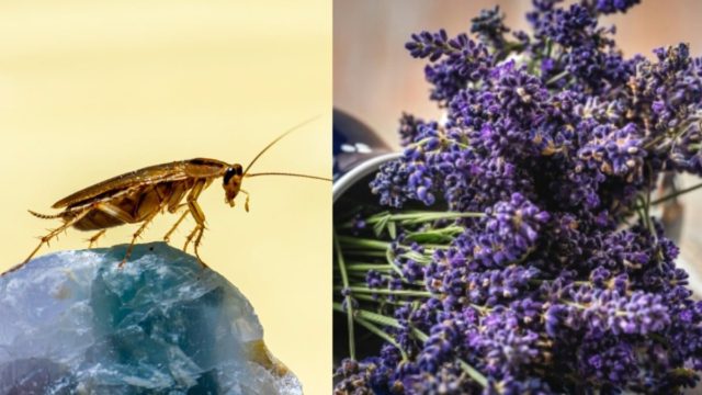 Ο Σπύρος Σούλης «σώζει» το καλοκαίρι μας: Αυτά είναι τα 5 φυτά που απωθούν τις κατσαρίδες από το σπίτι