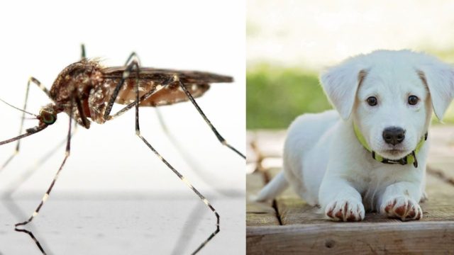 Δώστε βάση: Έτσι θα προστατέψετε τα κατοικίδιά σας από τα τσιμπήματα των κουνουπιών