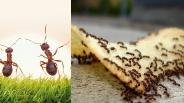 Μυρμήγκια: Εξαφανίστε τα για πάντα από το σπίτι- Αυτοί είναι οι φυσικοί τρόποι που θα σας λύσουν τα χέρια