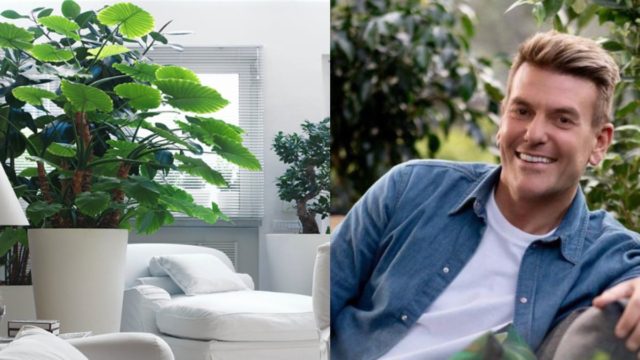 Σε επίγειο παράδεισο μεταμορφώνει ο Σπύρος Σούλης το σαλόνι μας: Αυτά είναι τα φυτά που μας προτείνει