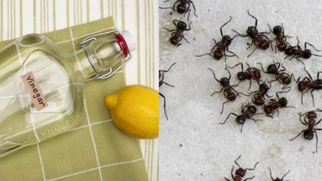 Εξόντωση στο πι και φι: 4 tips για να εξαφανίσετε τα μυρμήγκια μια για πάντα