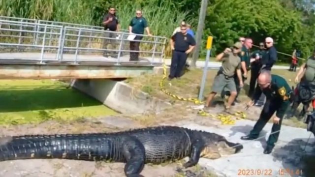 Τρομακτικές εικόνες αλιγάτορα που σκότωσε και κατάπιε 41χρονη – Εντοπίστηκε στο στομάχι του (video)