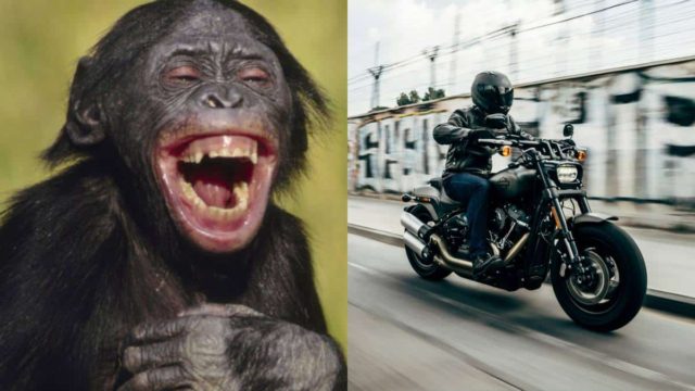 Τι είναι πράσινο και οδηγάει μηχανάκι; Το καμένο ανέκδοτο της ημέρας (25/6)