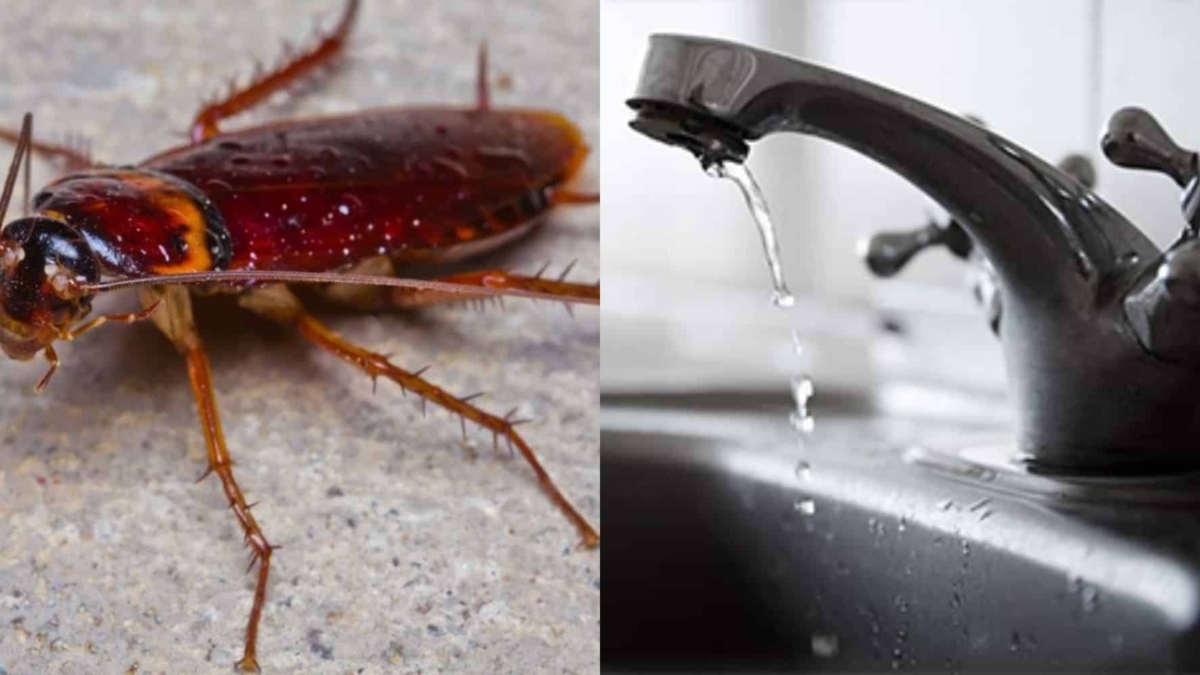 Από μακριά και αγαπημένοι: Τα 7+1 πράγματα που πρέπει να αποφύγετε για να απομακρύνετε τις κατσαρίδες